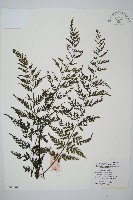 南海瓶蕨藏品圖，第1張