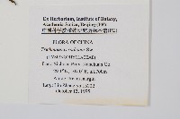 南海瓶蕨藏品圖，第2張