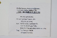 槲蕨藏品圖，第2張