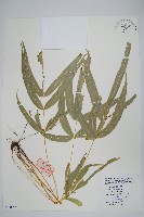 鳳尾蕨藏品圖，第1張