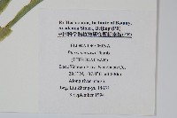 鳳尾蕨藏品圖，第2張