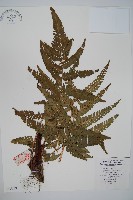 南海鱗毛蕨藏品圖，第1張