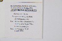 南海鱗毛蕨藏品圖，第2張