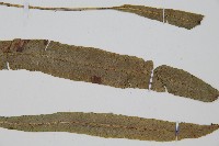 單葉雙蓋蕨藏品圖，第3張