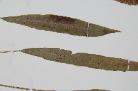 單葉雙蓋蕨藏品圖，第4張