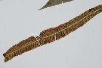 單葉雙蓋蕨藏品圖，第5張