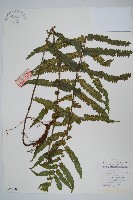 登錄號:P005670藏品圖，第1張