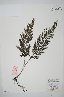 管苞瓶蕨藏品圖，第1張