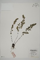 隴南鐵線蕨藏品圖，第1張