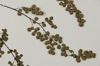 隴南鐵線蕨藏品圖，第6張