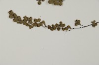 隴南鐵線蕨藏品圖，第7張