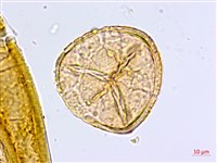 隴南鐵線蕨藏品圖，第2張