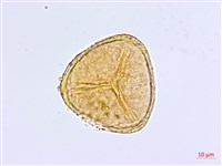 隴南鐵線蕨藏品圖，第3張