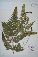 尾形複葉耳蕨藏品圖，第1張