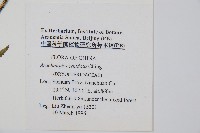 尾形複葉耳蕨藏品圖，第2張