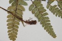 尾形複葉耳蕨藏品圖，第4張