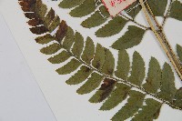 尾形複葉耳蕨藏品圖，第5張