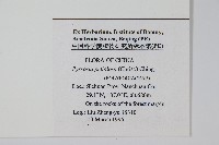 有柄石韋藏品圖，第2張