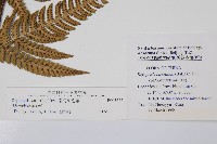 南海鱗毛蕨藏品圖，第2張