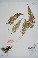 馬祖耳蕨藏品圖，第1張