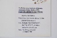 馬祖耳蕨藏品圖，第2張