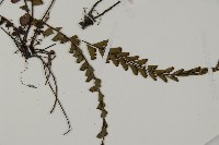 鞭葉鐵線蕨藏品圖，第3張