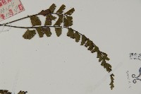 鞭葉鐵線蕨藏品圖，第4張