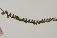 鞭葉鐵線蕨藏品圖，第5張