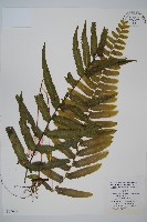 登錄號:P005679藏品圖，第1張