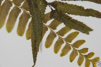 登錄號:P005679藏品圖，第3張