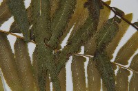 登錄號:P005679藏品圖，第4張