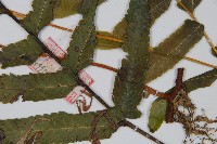 登錄號:P005679藏品圖，第5張