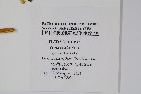 溪鳳尾蕨藏品圖，第2張
