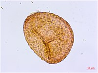 登錄號:P005681藏品圖，第2張