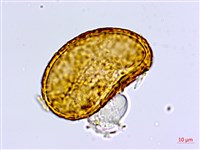 登錄號:P005681藏品圖，第4張