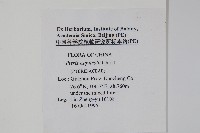 闊葉鳳尾蕨藏品圖，第2張