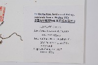 烏蕨藏品圖，第2張