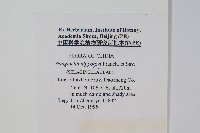 日本卷柏藏品圖，第2張