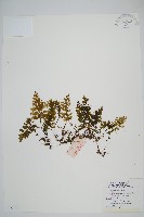 頂果膜蕨藏品圖，第1張