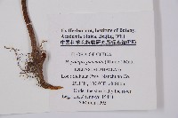 姬蕨藏品圖，第2張