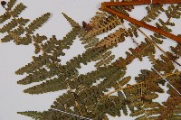 姬蕨藏品圖，第3張