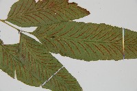 鎌羽雙蓋蕨藏品圖，第3張