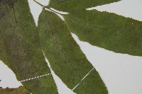 鎌羽雙蓋蕨藏品圖，第4張