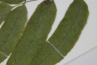 鎌羽雙蓋蕨藏品圖，第5張