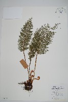 角狀耳蕨藏品圖，第1張