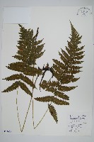 狹基鉤毛蕨藏品圖，第1張