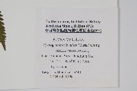 狹基鉤毛蕨藏品圖，第2張