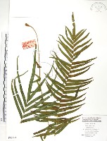 鱗蓋鳳尾蕨藏品圖，第1張