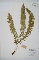 對生耳蕨藏品圖，第1張