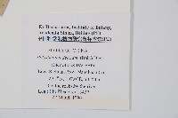 對生耳蕨藏品圖，第2張